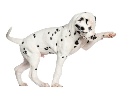  小狗 狗 斑点狗 动物 