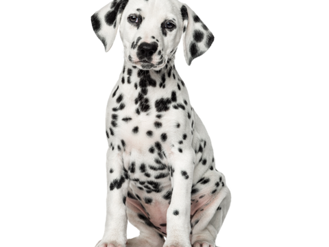  小狗 狗 斑点狗 动物 