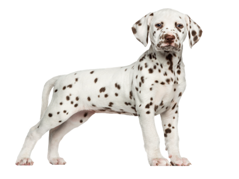  小狗 狗 斑点狗 动物 