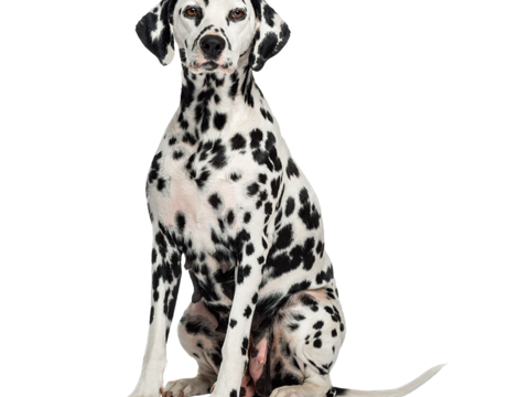  小狗 狗 斑点狗 动物 