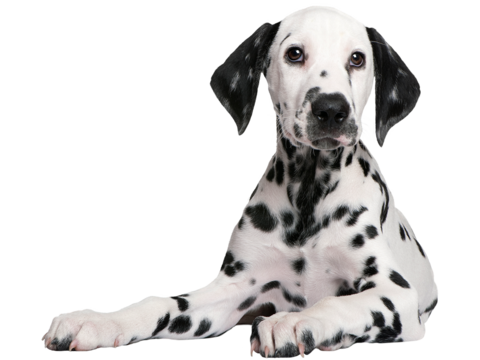  小狗 狗 斑点狗 动物 