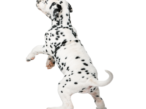  小狗 狗 斑点狗 动物 