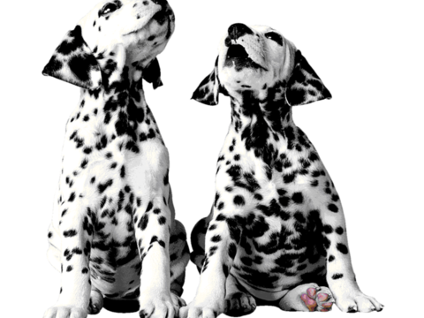  小狗 狗 斑点狗 动物 