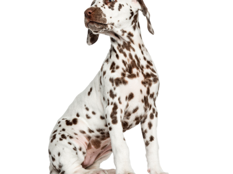  小狗 狗 斑点狗 动物 