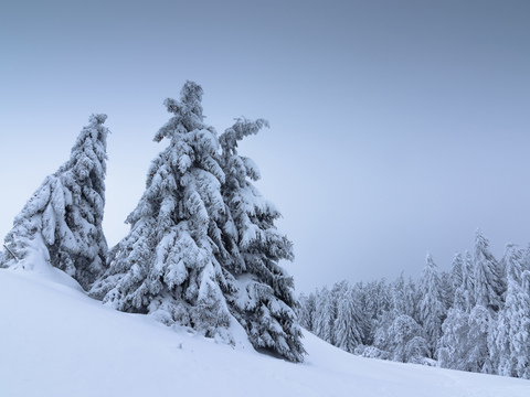  冬天树雪自然风景 
