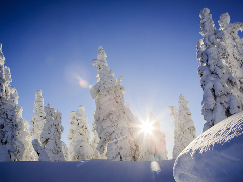  冬天雪森林阳光风景 