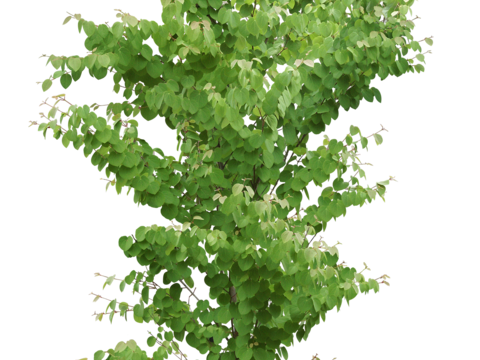  树 树木 手绘树木 