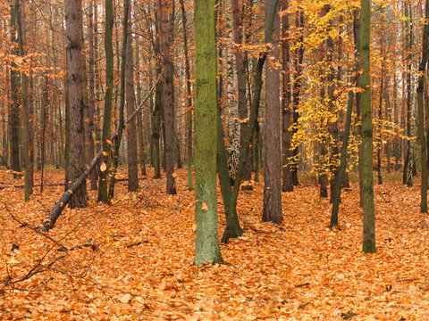  秋天落叶 大森林 外景  自然风景 