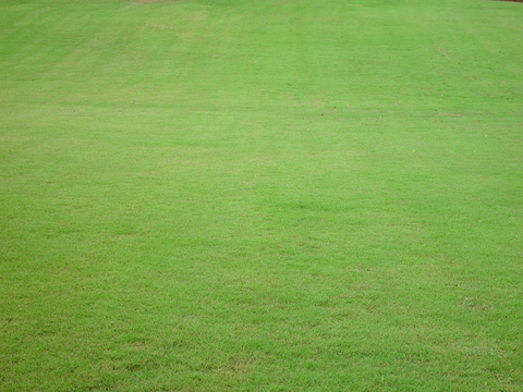 自然纹理 地面 草皮 草坪 草地 