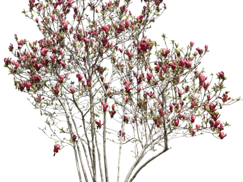  红花 树木 广玉兰 