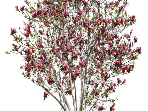  红花 树木 广玉兰 