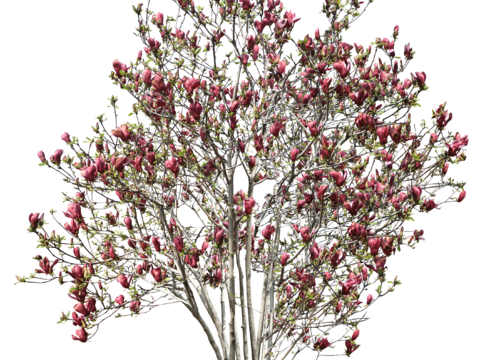  红花 树木 广玉兰 