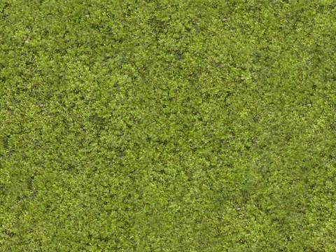 草皮地面 草皮  草 地面