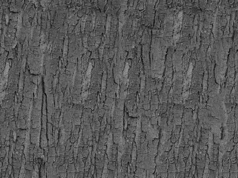 树皮 树干木材黑白凹凸