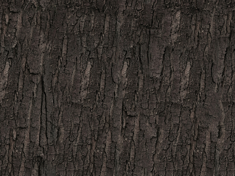  树皮 树干  木材 