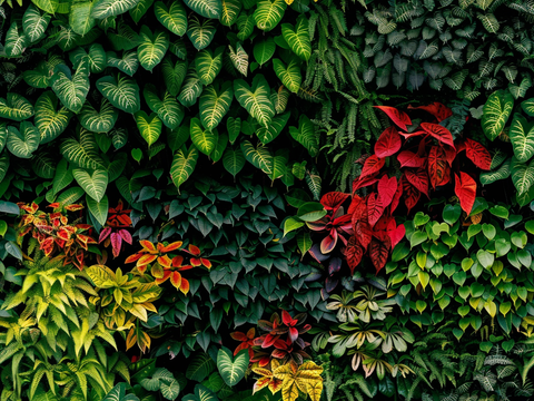 植物墙