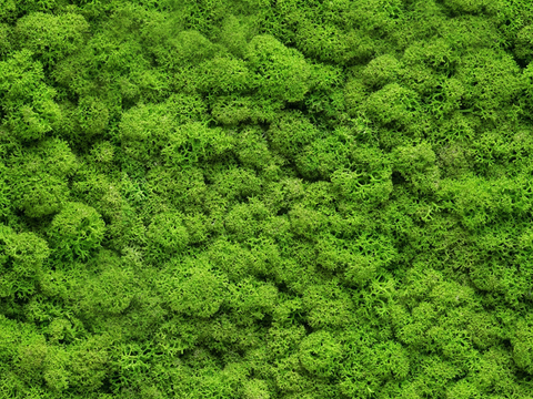  植物墙硅藻泥 肌理漆 真石漆  微水泥 艺术漆 乳胶漆 水泥 