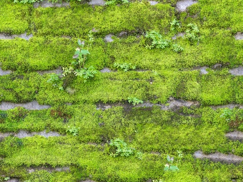  植物墙硅藻泥 肌理漆 真石漆  微水泥 艺术漆 乳胶漆 水泥 