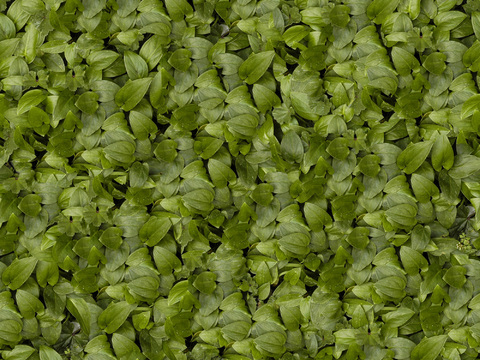  植物墙硅藻泥 肌理漆 真石漆  微水泥 艺术漆 乳胶漆 水泥 