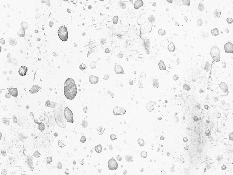 黑白贴图 黑白凹凸 黑白遮罩