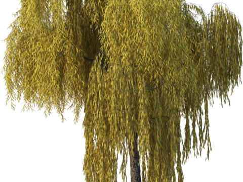 现代乔木植物PNG免抠