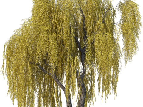 现代乔木植物PNG免抠