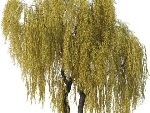 现代乔木植物PNG免抠