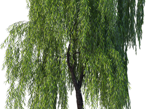 现代乔木植物PNG免抠