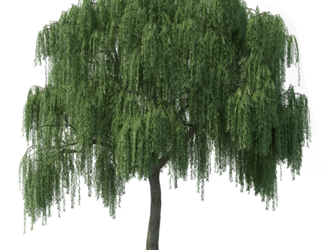 现代乔木植物PNG免抠