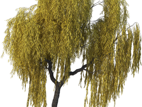 现代乔木植物PNG免抠