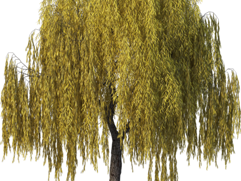 现代乔木植物PNG免抠