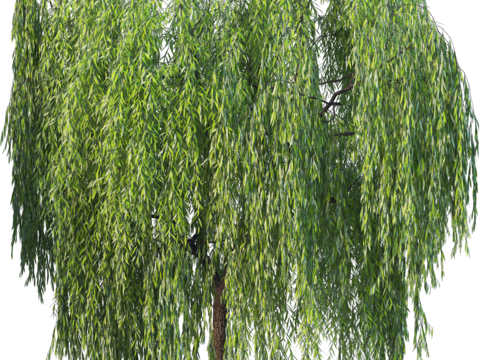 现代乔木植物PNG免抠