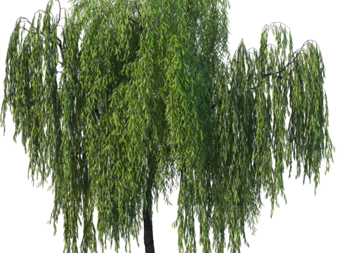 现代乔木植物PNG免抠