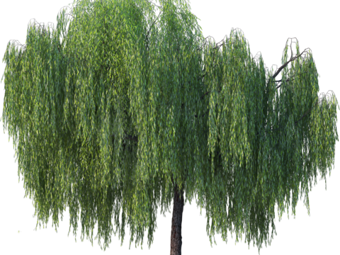 现代乔木植物PNG免抠