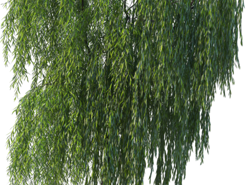 现代乔木植物PNG免抠