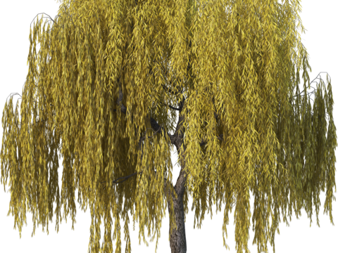 现代乔木植物PNG免抠