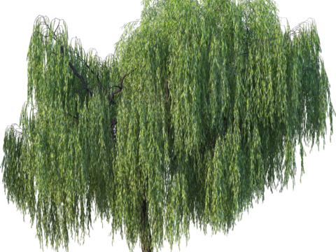 现代乔木植物PNG免抠