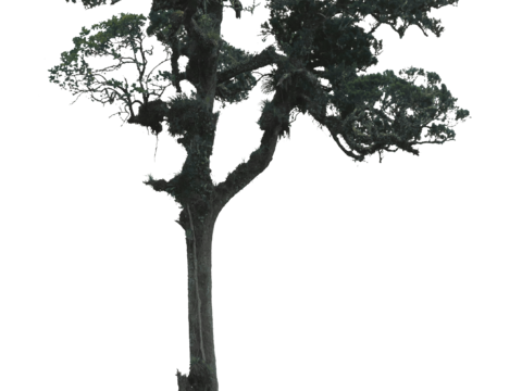 现代植物树PNG免抠