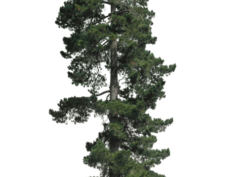 现代植物树PNG免抠