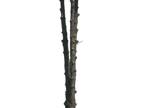 现代植物树PNG免抠