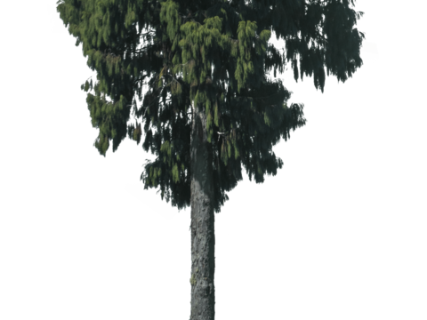 现代植物树PNG免抠