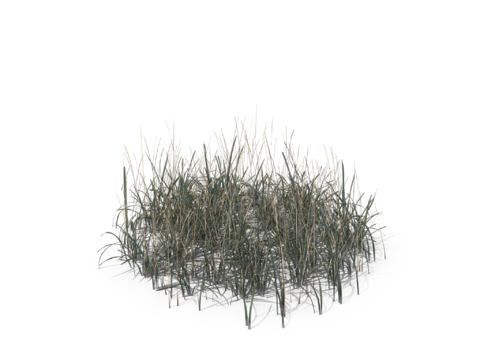 现代花草植物PNG免抠