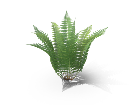 现代花草植物PNG免抠