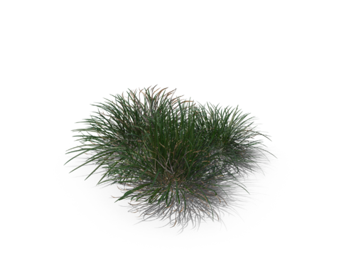 现代花草植物PNG免抠