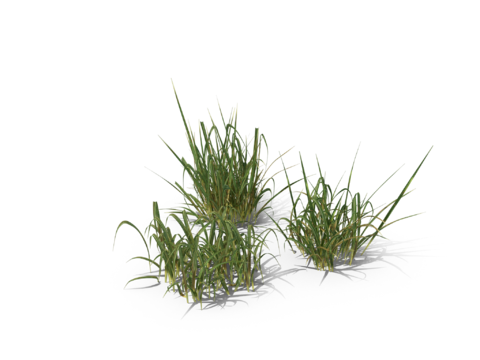 现代花草植物PNG免抠