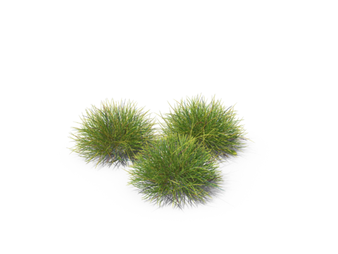 现代花草植物PNG免抠