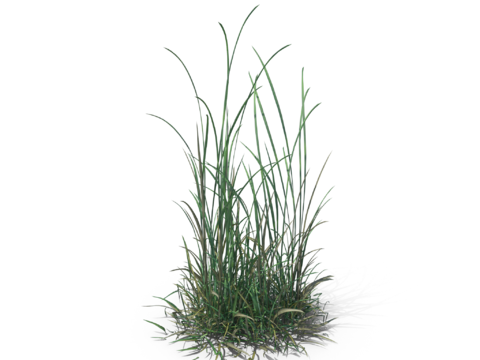 现代花草植物PNG免抠