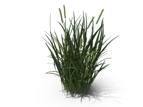 现代花草植物PNG免抠