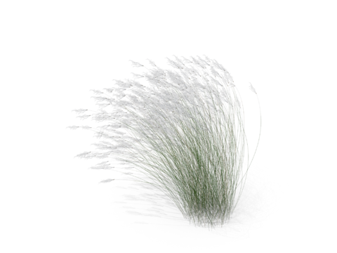 现代花草植物PNG免抠