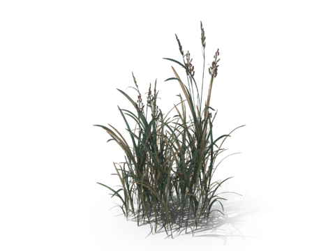 现代花草植物PNG免抠